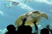 Das Grand Aquarium Hurghada