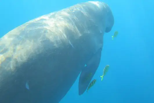 Marsa Alam Ausflüge