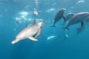delfinschwimmen hurghada