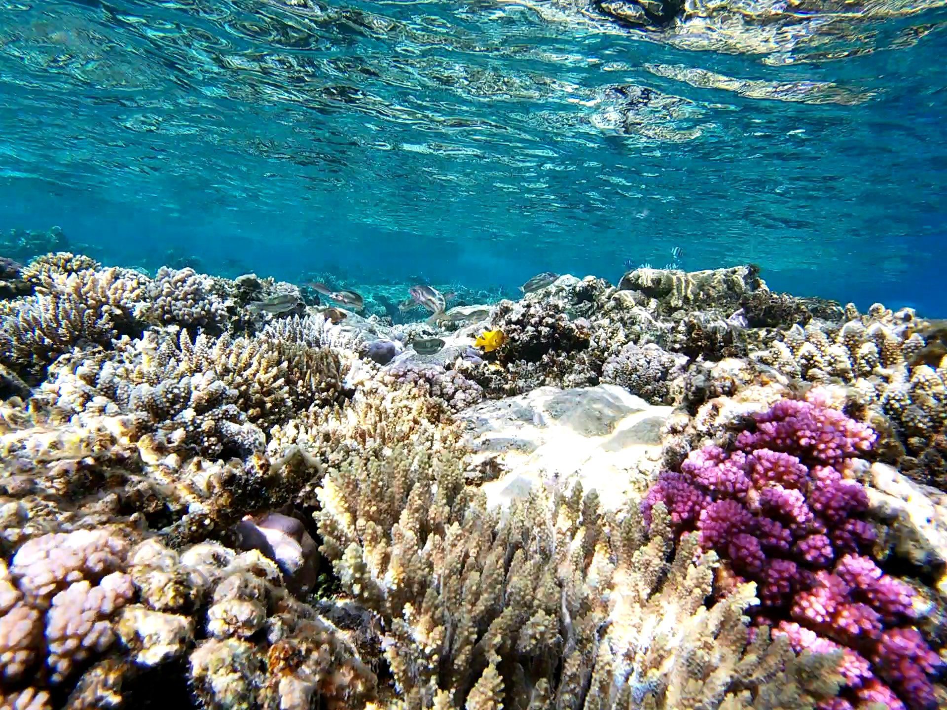 delfinausflug hurghada