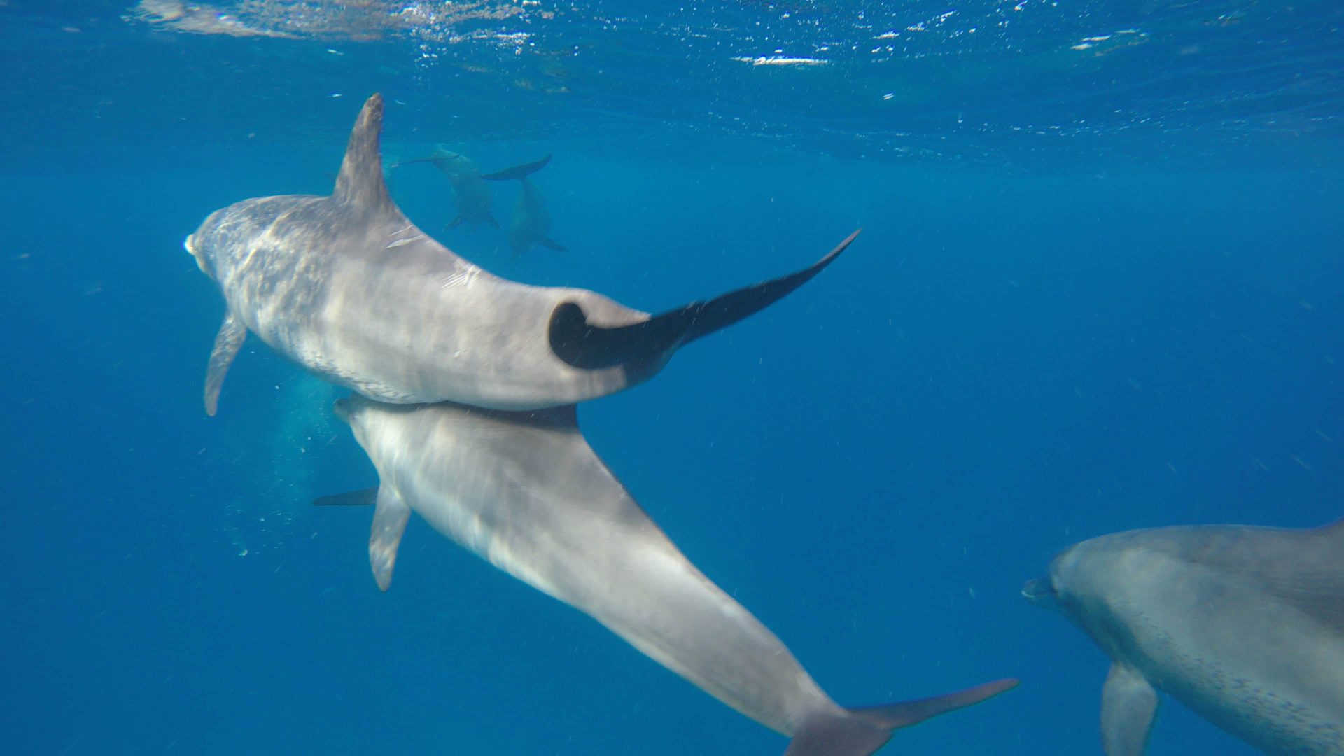 Delfinschwimmen hurghada