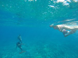 Delfin schwimmen Hurghada