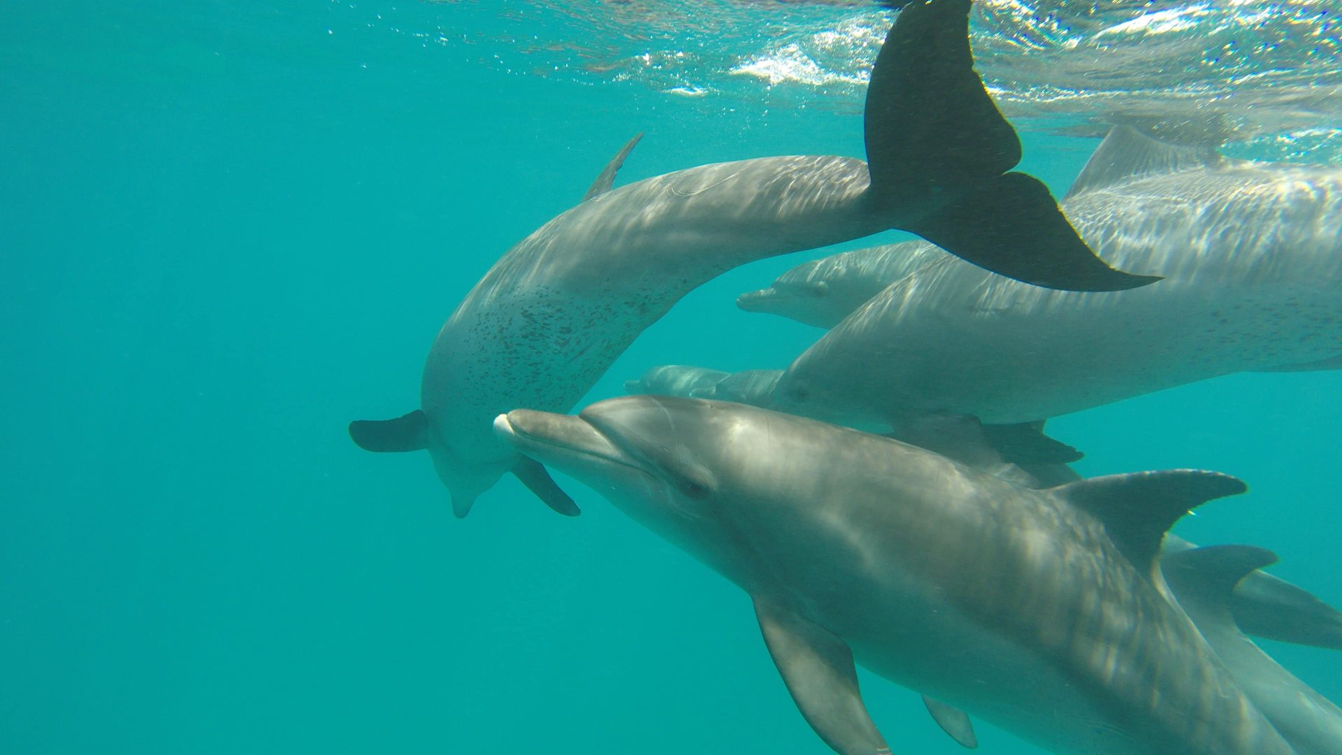 hurghada Delfinschwimmen