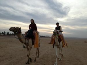 Kamele Ausritt
