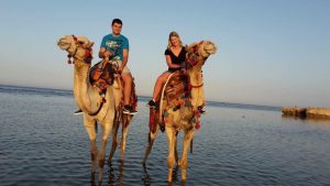 Kamele ausritt