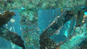 Giftun Insel Schnorchel Ausflug