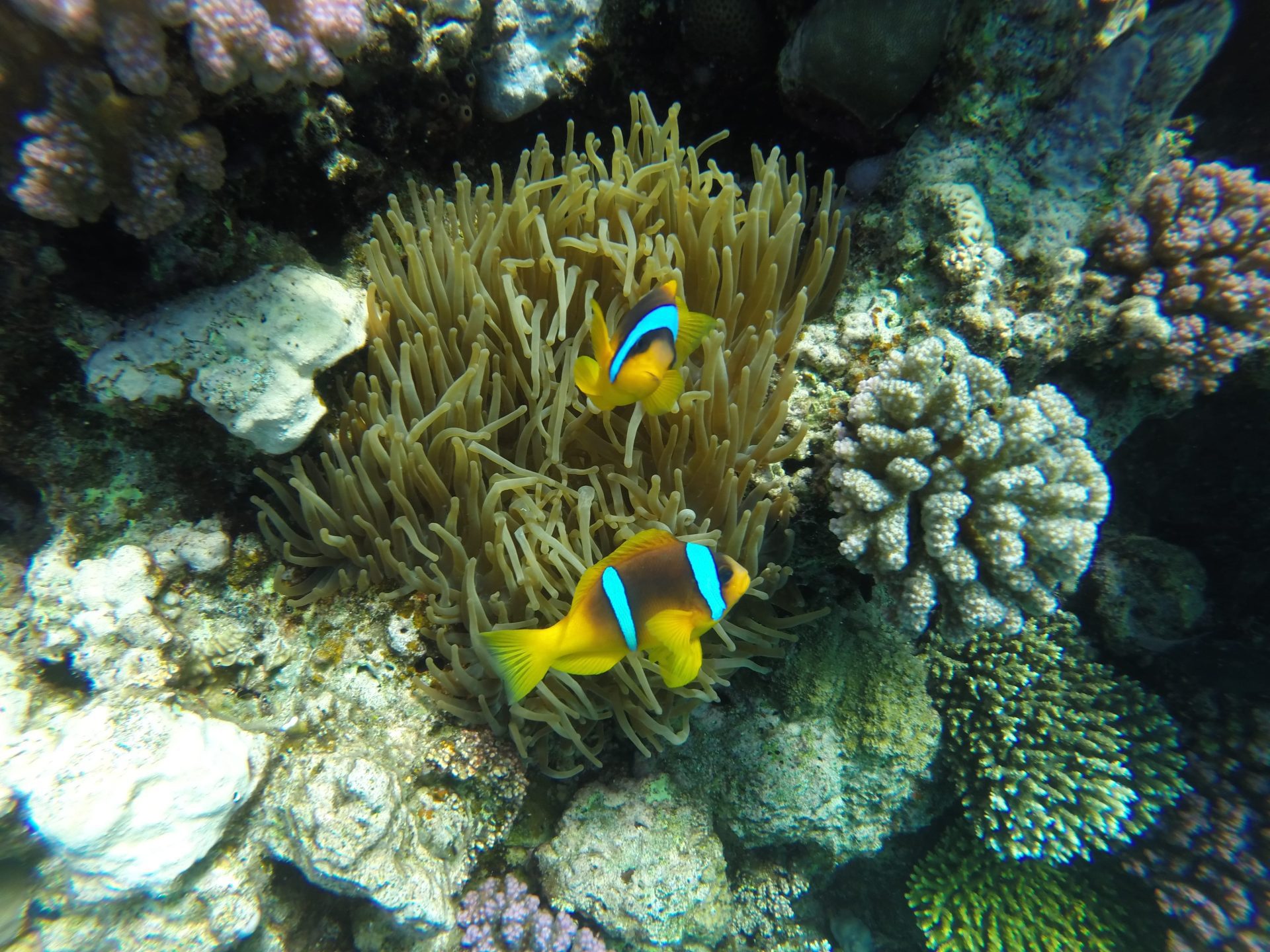 Sharm el-Naga Schnorchelausflug
