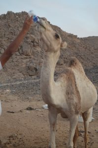 Mega Safari Ausflug ab Marsa Alam