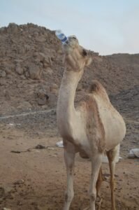 Ab El Quseir Mega Safari Ausflug