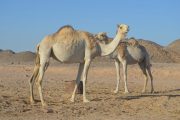 Mega Safari Ausflug Hurghada