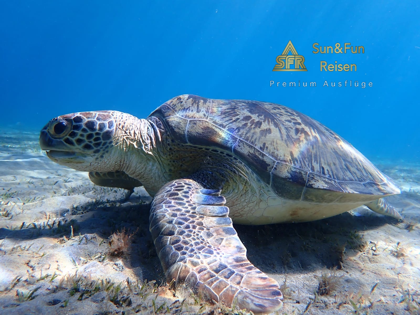 schildkröten Ausflug nach Abu dabbab von Hurghada