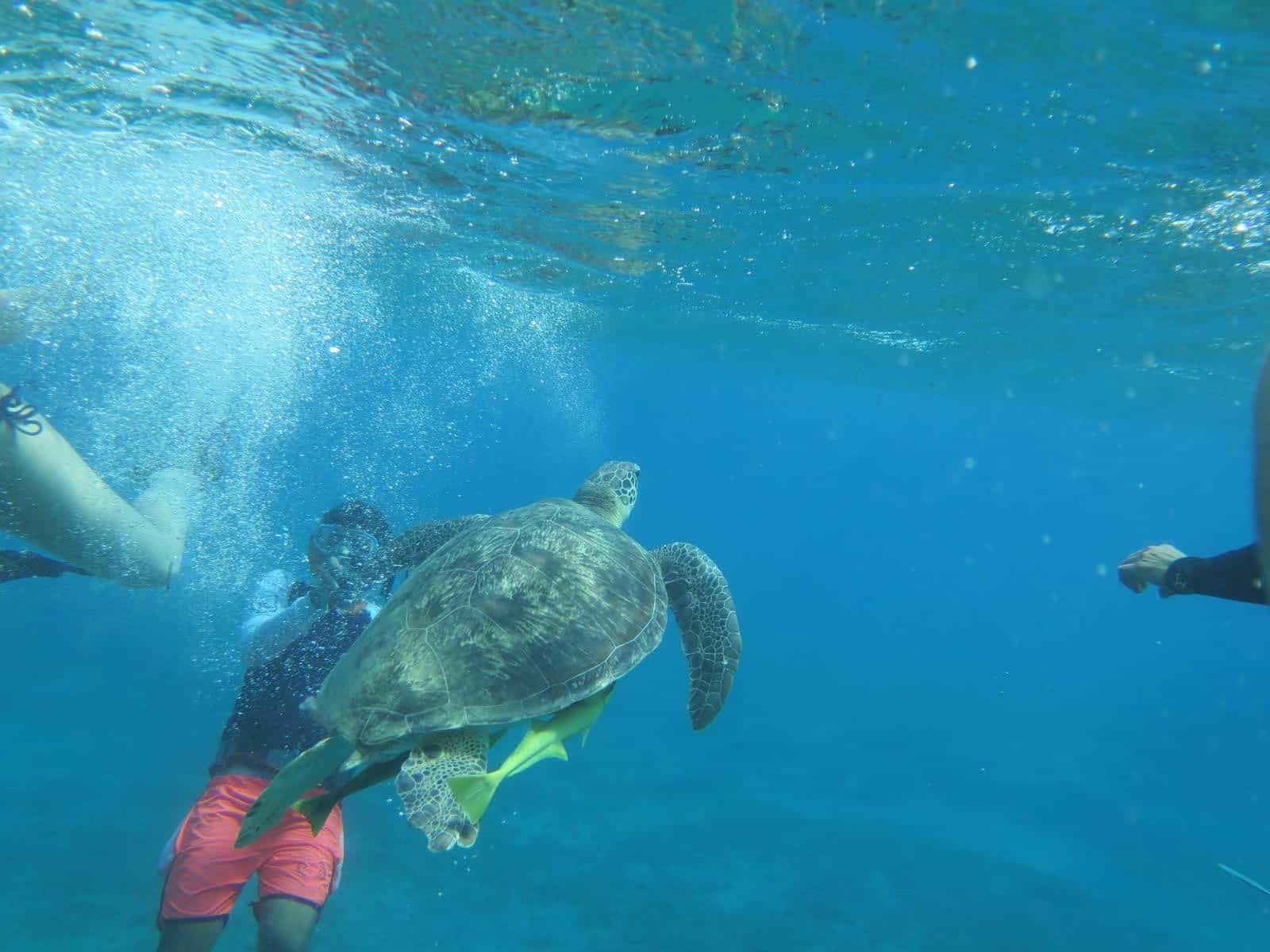 schwimmen mit schildkröte marsa alam