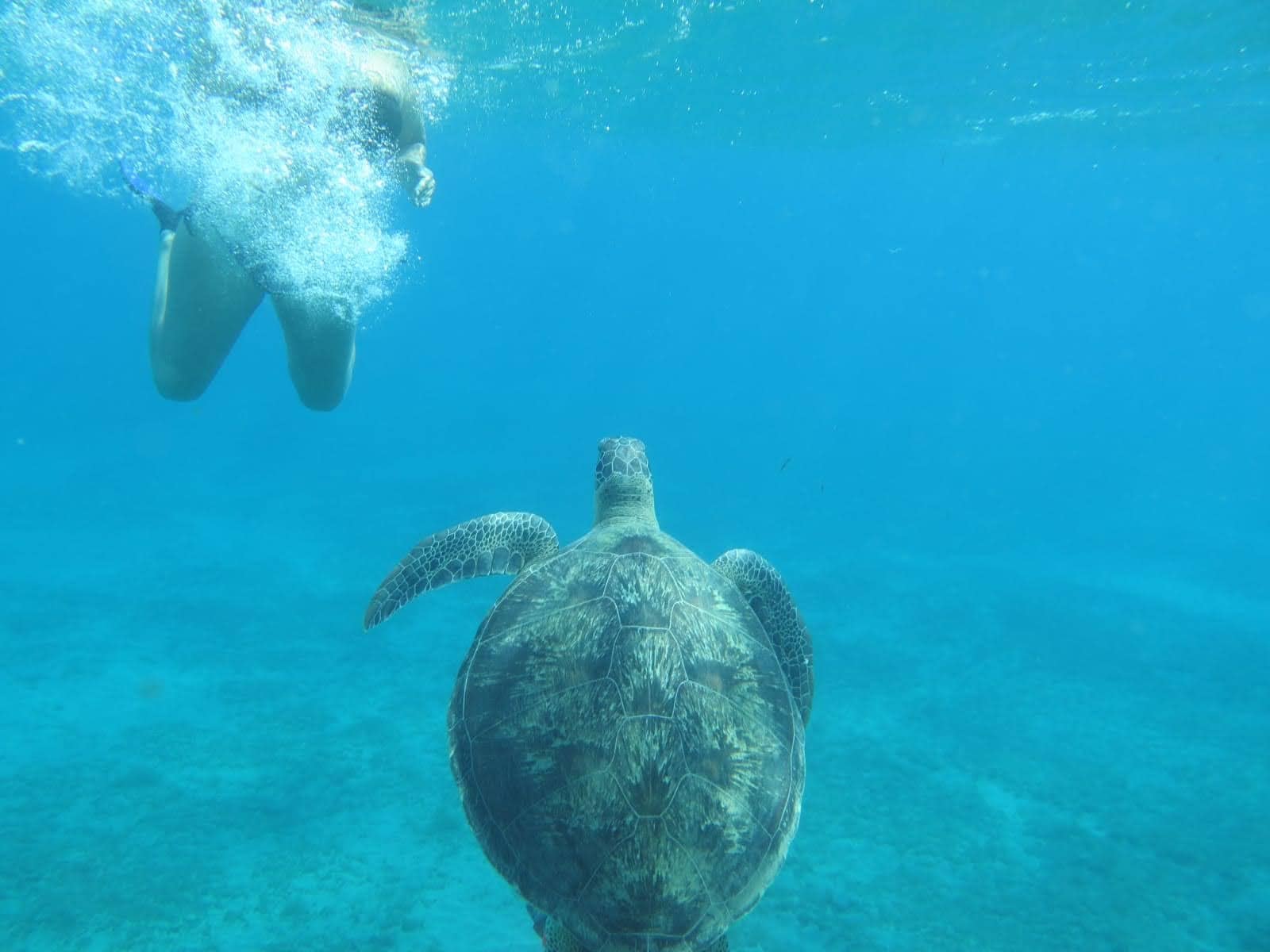 schildkröte marsa alam schnorchel tour