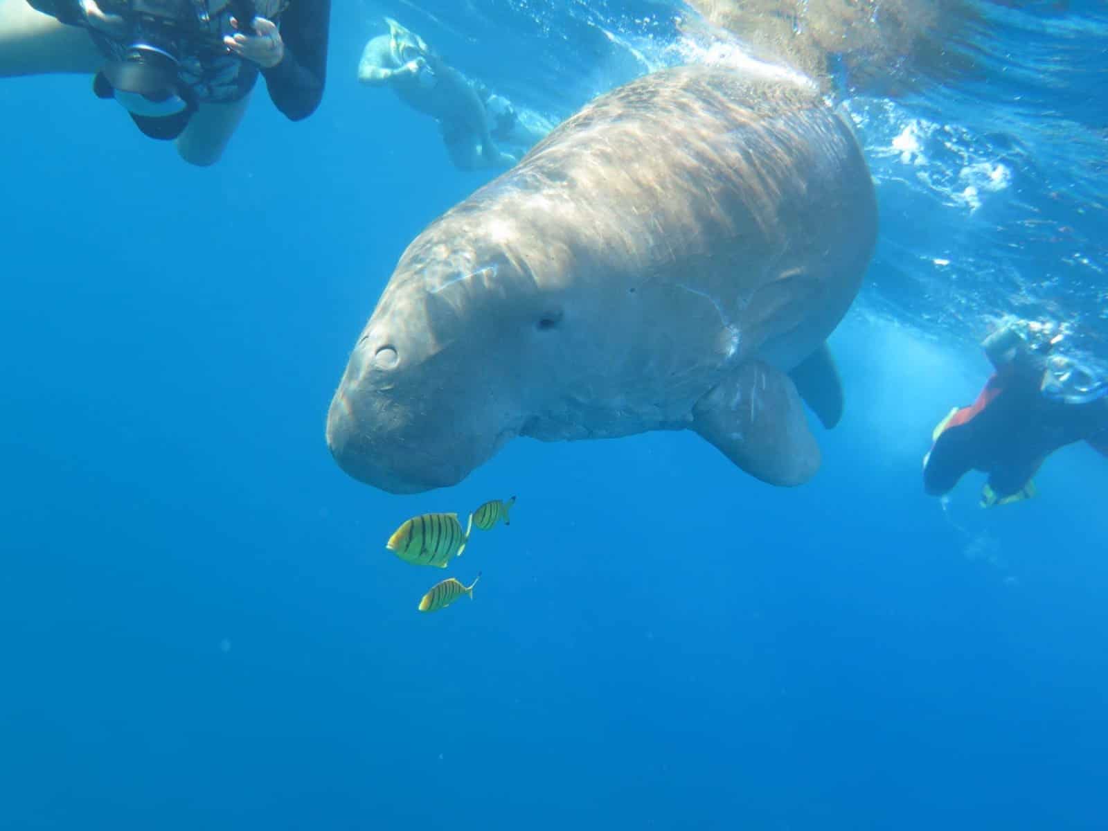 schwimmen mit seekuh marsa alam