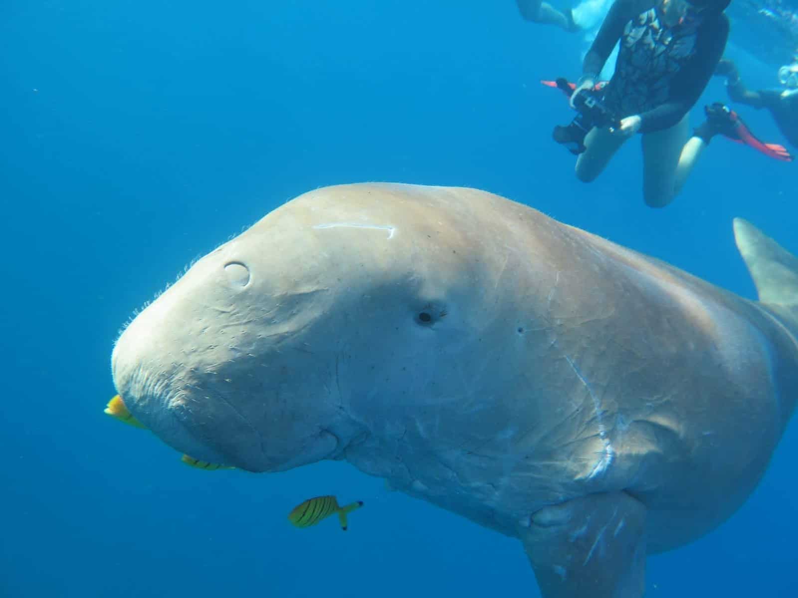 marsa alam Seekuh dogong