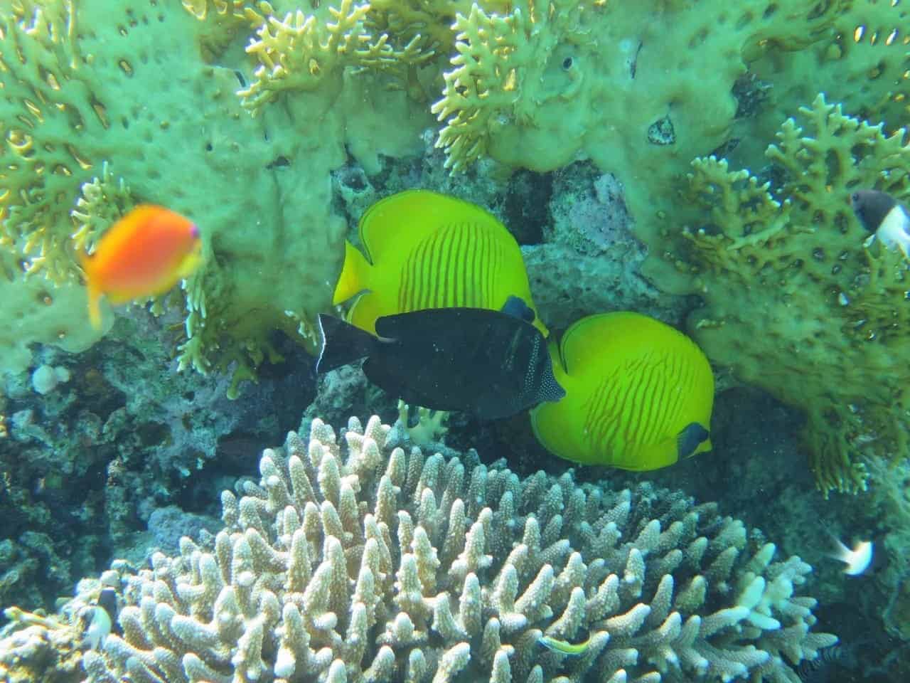 marsa alam schnorcheln ausflug
