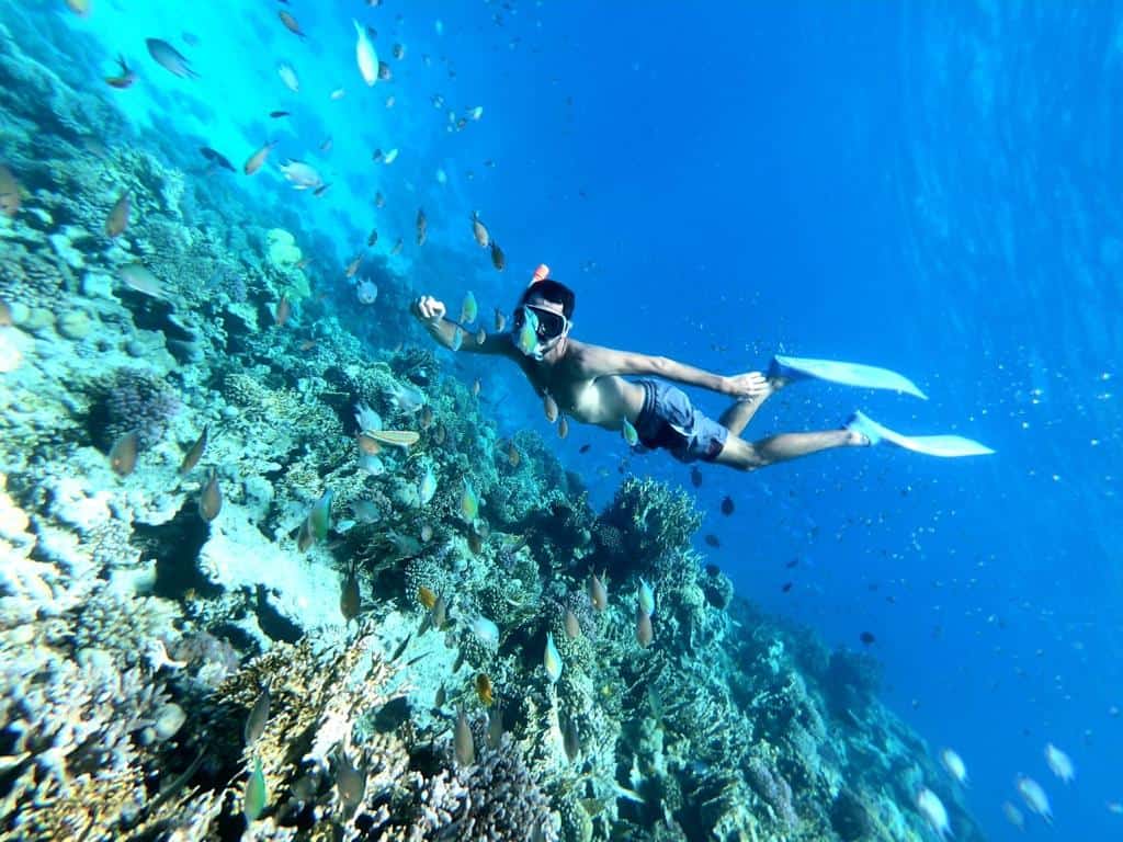 speedboat hurghada private delfin tour