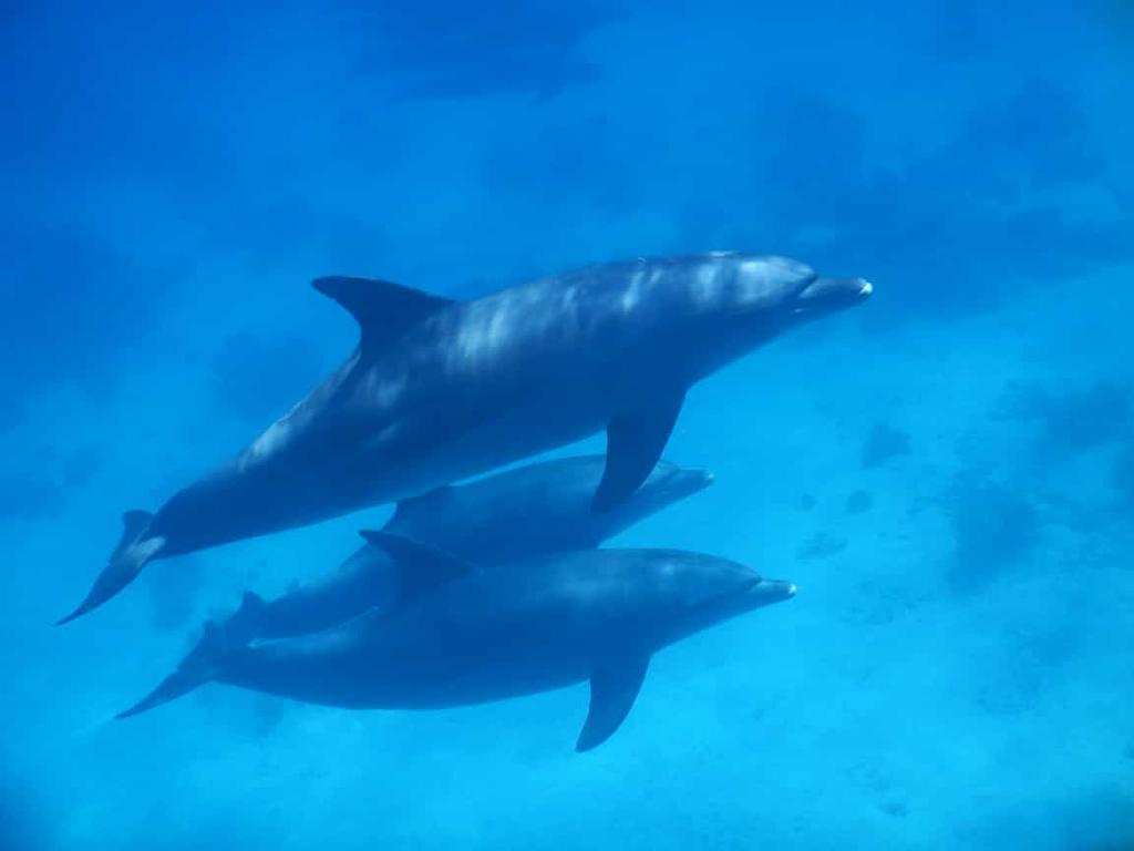 Delfin Tour ab El-Quseir